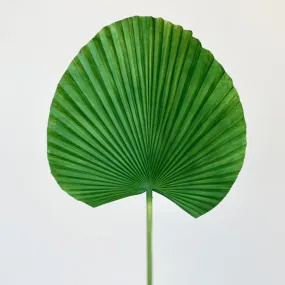 Giant Fan Leaf